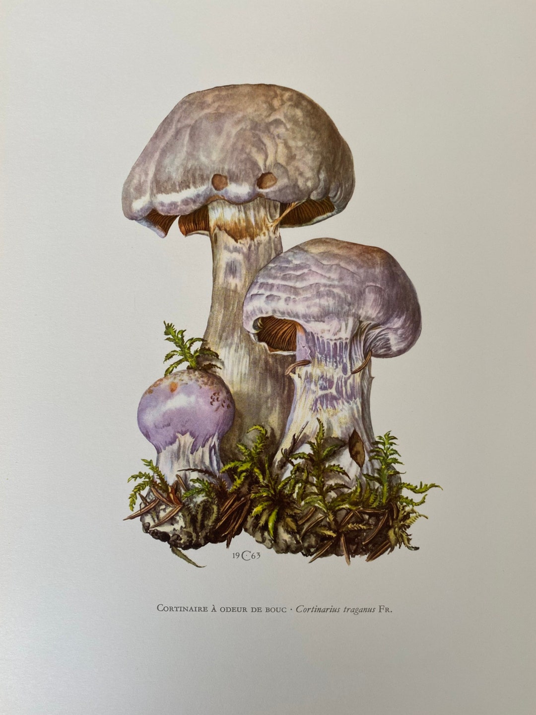 1960 Vintage GASSY WEBCAP Mushroom Print. Antique Biology and Etsy