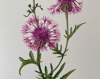Greater Knapweed Print, Vintage Botanical Illustration, 1960s French Wall Art