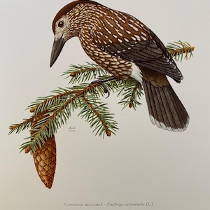 May include: A detailed illustration of a spotted nutcracker bird perched on a pine branch with a pine cone. The bird has a brown and white spotted body, a dark brown head, and a long, pointed beak. The illustration is titled "CASSENOIX MOUCHETÉ - Nucifraga caryocatactes (L.)" and is dated 1958.