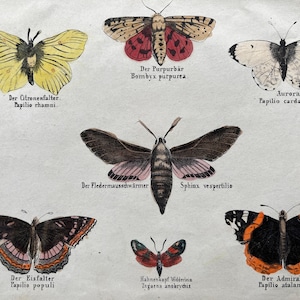 1830 schmetterling, antiker druck von 1837. Insekten Druck. Entomologie. Naturgeschichte. Insekten Wohndekor