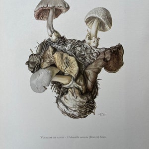 1960 Vintage Pilzdruck. Antike Biologie und Natur Lithographie. Sporen Illustration und Poster