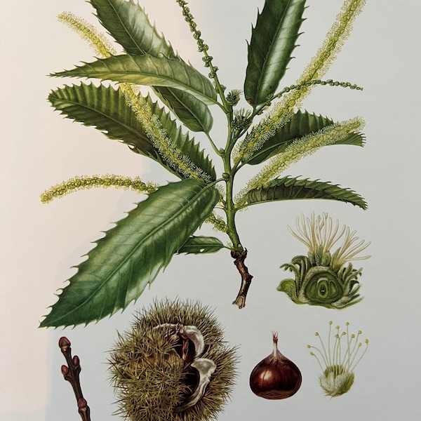 Vintage Sweet Chestnut Botanical Print, 1960s Natural Science Lithograph