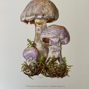May include: A vintage illustration of three purple mushrooms with white stems growing in a bed of green moss. The illustration is labeled "Cortinaire à odeur de bouc - Cortinarius traganus Fr."