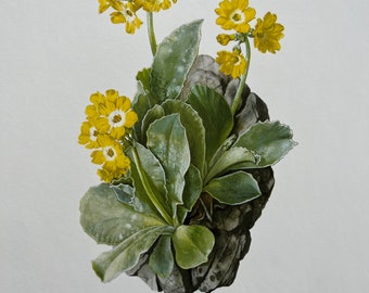 PRIMULA AURICULA botanical print. Antique and vintage natural sciences and biology lithography. Plant illustration and wallart from 1960s