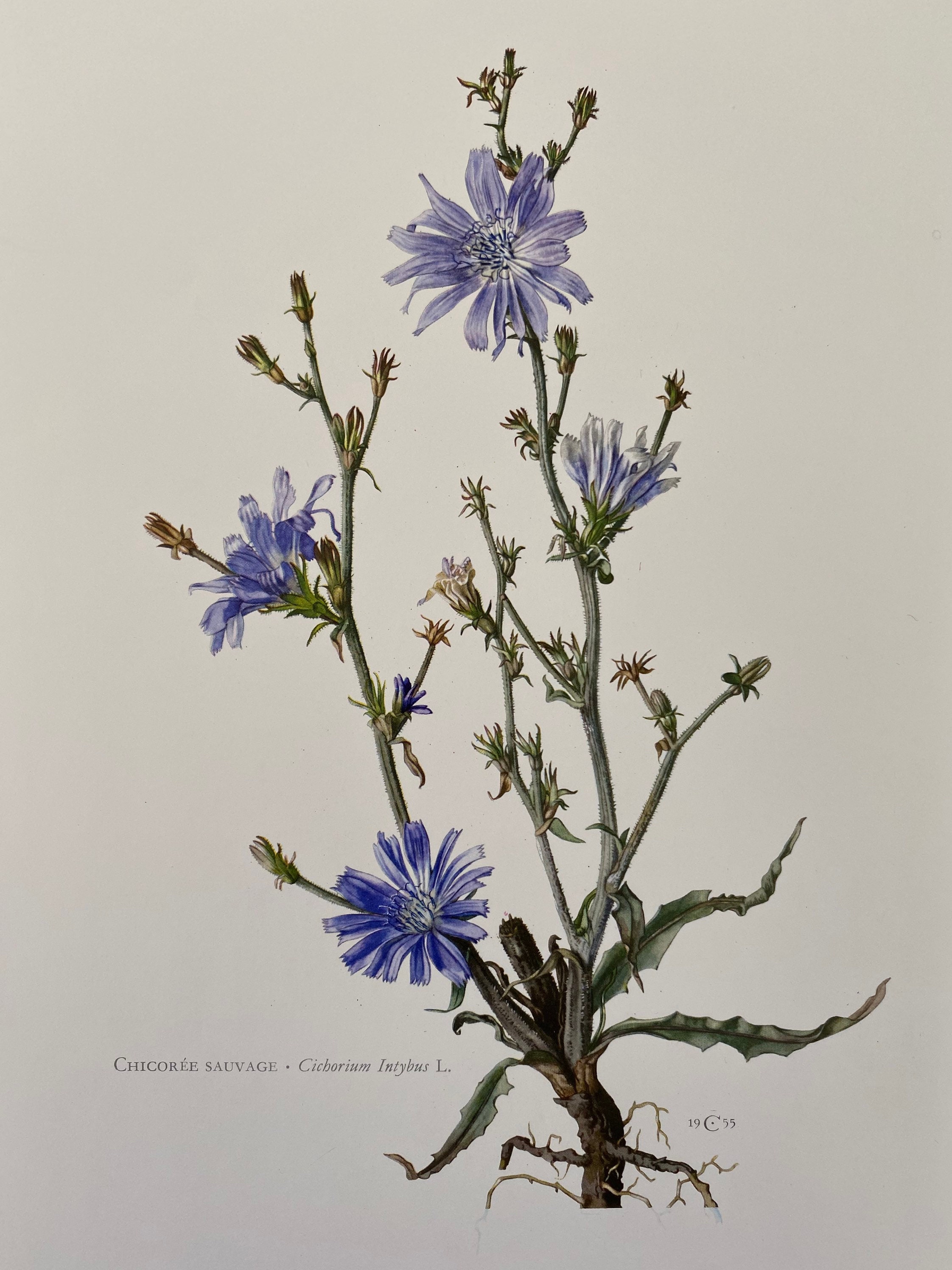 Chicory Botanical Print, Antique Floral Lithograph, 1960s - Etsy