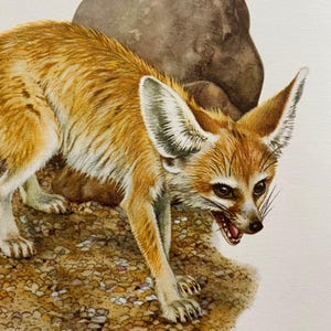 Op de afbeelding: Een fennekvos met grote oren, staand op een rotsachtig oppervlak. De vos heeft een roodbruine vacht en een witte buik. De vos kijkt naar rechts met zijn mond lichtjes open.