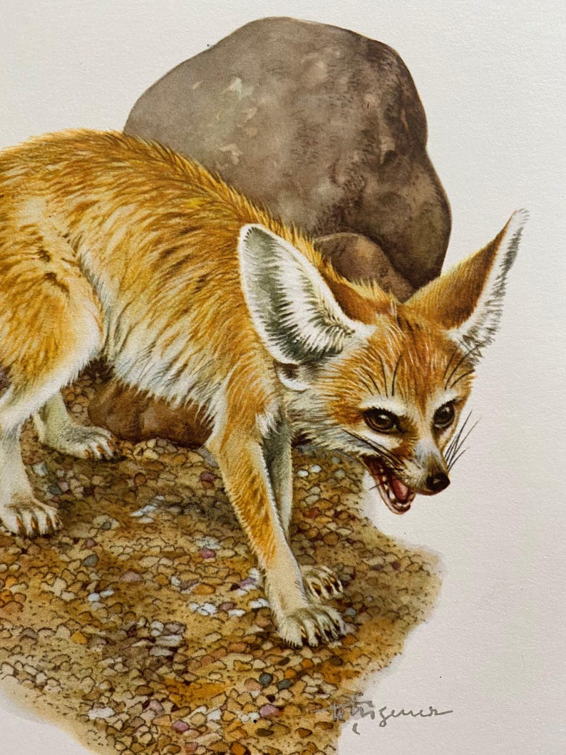Op de afbeelding: Een fennekvos met grote oren, staand op een rotsachtig oppervlak. De vos heeft een roodbruine vacht en een witte buik. De vos kijkt naar rechts met zijn mond lichtjes open.