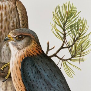 MERLIN FALCON bird print. Antique and vintage natural sciences and biology print. Home decor wall art ornithology from 1960s image 2