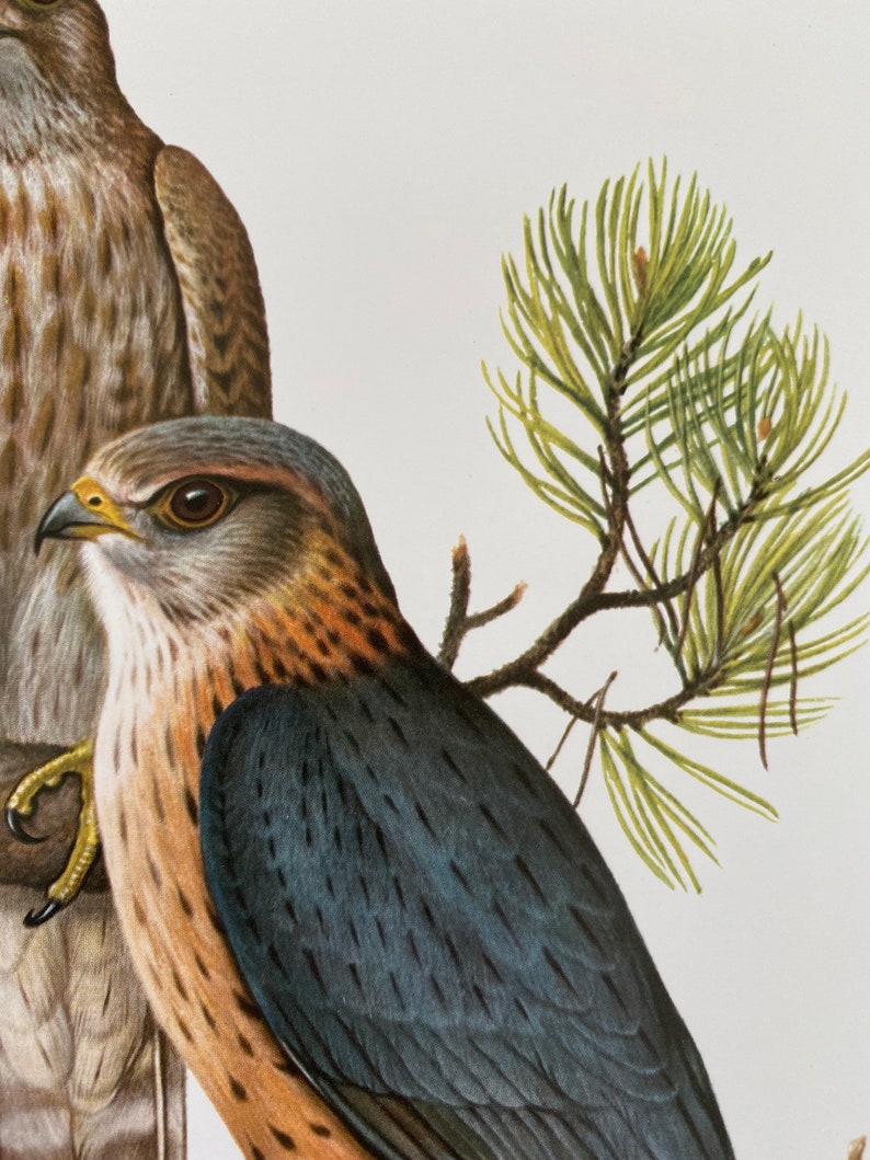 MERLIN FALCON bird print. Antique and vintage natural sciences and biology print. Home decor wall art ornithology from 1960s image 2