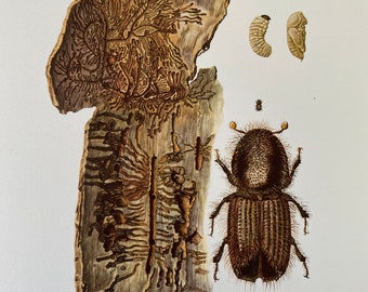 Bark Beetle Print, 1960s Entomology Wall Art, Natural History Decor