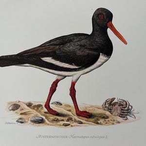 Bernard Cathelinリトグラフの版画作品 ☆ベルナール カトラン（BERNARD CATHELIN）☆リトグラフ・リトグラフ