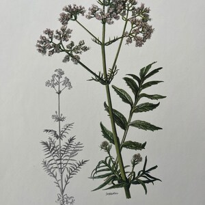 Impressão botânica de valeriana. litografia antiga e vintage de ciências naturais e biologia. ilustração de plantas e arte de parede da década de 1960