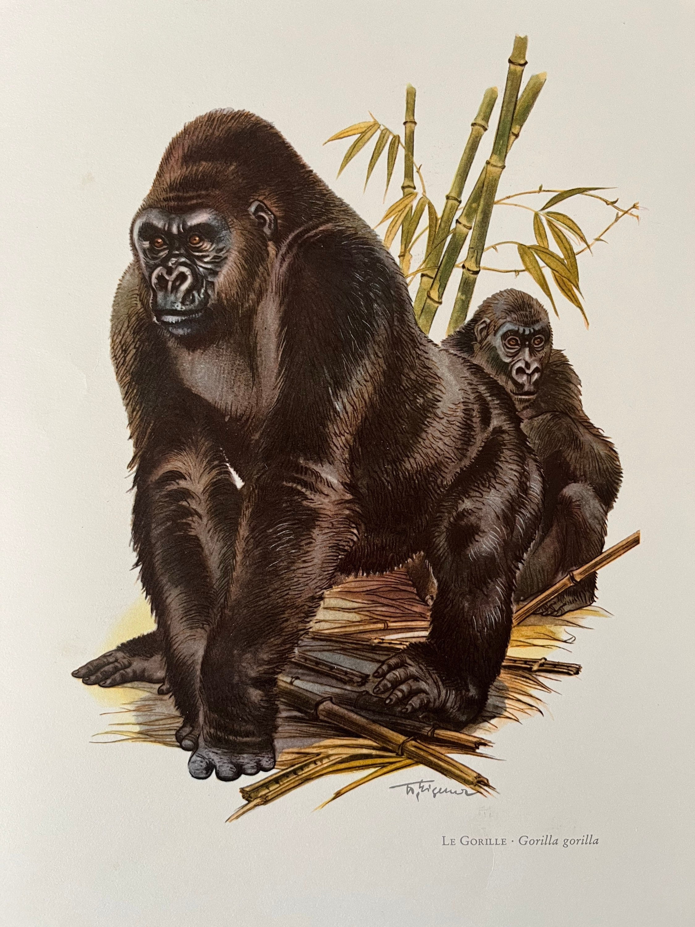 Lowland Gorilla Monkey Wild Animal Wall Decor Espresso Framed Picture Art  Print (20x24) - Impact Posters Gallery