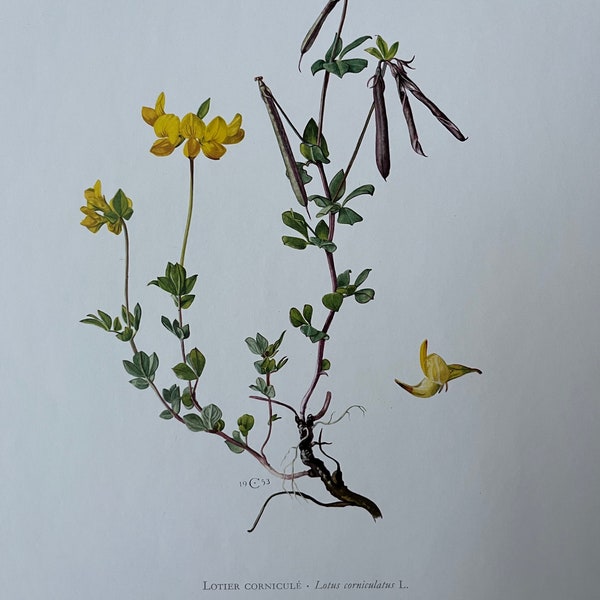 LOTUS CORNICULATUS botanische print. Antieke en vintage natuurwetenschappen en biologielithografie. Plantillustratie en muurkunst uit de jaren 60