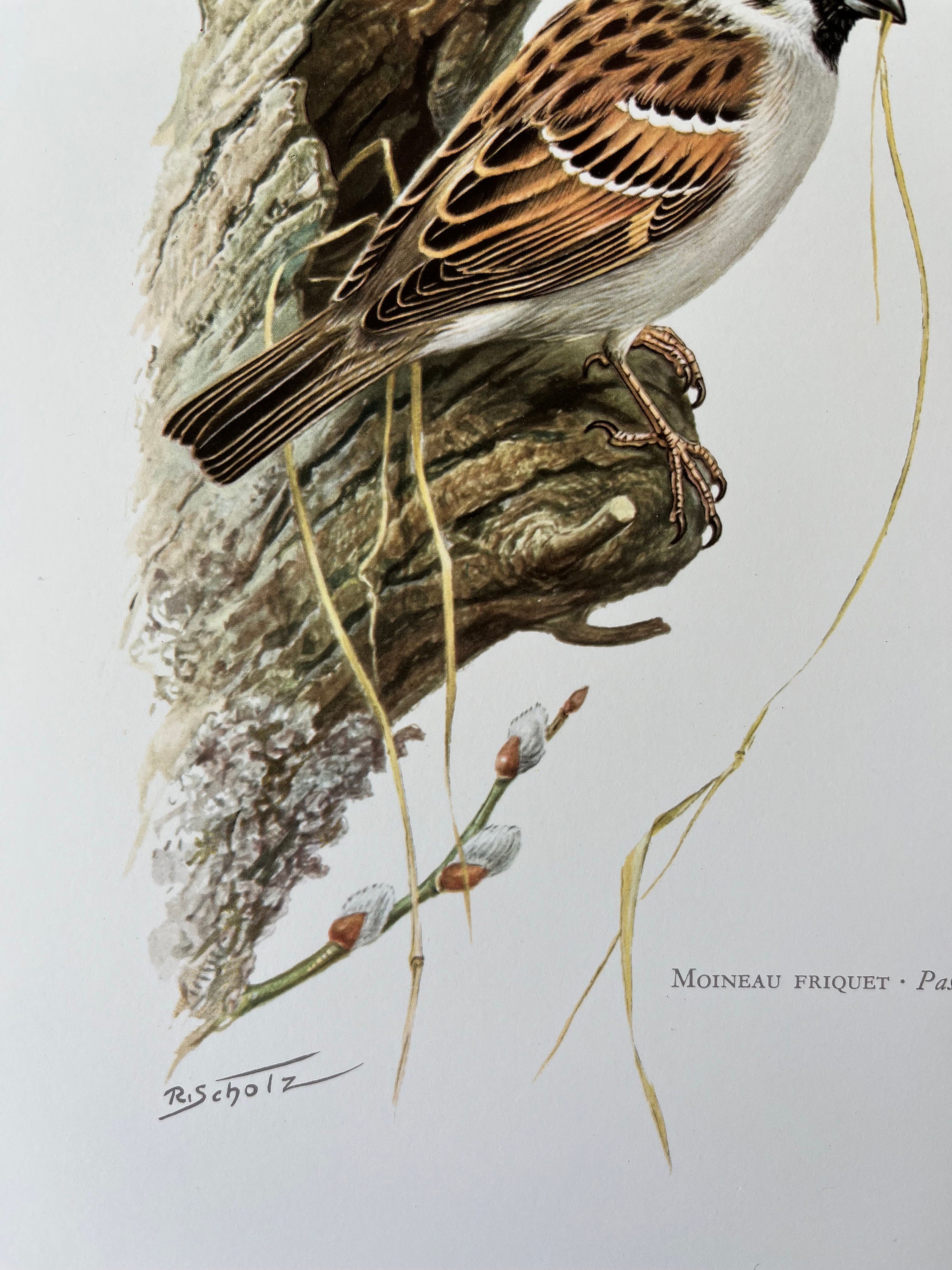 スズメの版画、ヴィンテージ鳥類学リトグラフ、1960年代の野生動物