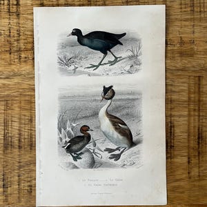 Op de afbeelding: Een vintage zwart-witte illustratie van twee vogels. De bovenste vogel is een zwart-blauwe vogel met een lange snavel en lange poten. De onderste vogel is een wit-bruine vogel met een lange nek en een kleine snavel. De illustratie is getiteld "Le Foulque - Le Grebe" en "Le Grebe Castagneux".