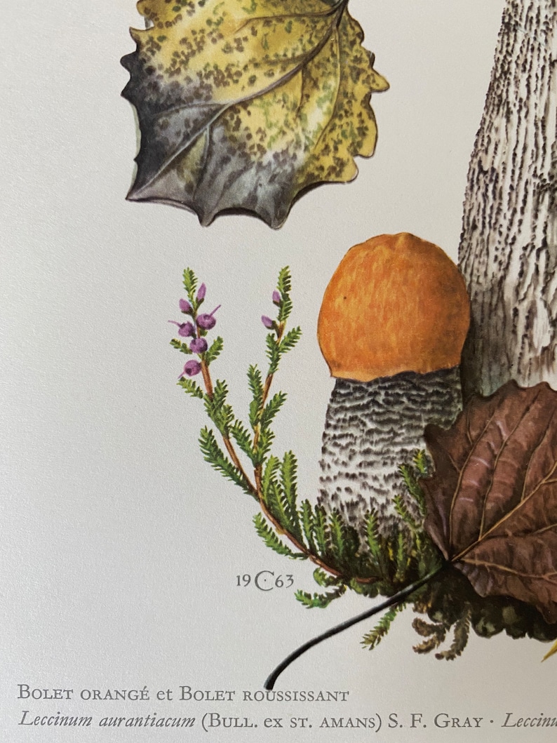 ORANGE BIRCH BOLETE Mushroom Print. Antique Biology and Nature ...