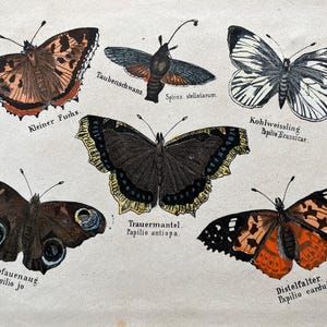 1830 schmetterling, antiker druck von 1837. Insekten Druck. Entomologie. Naturgeschichte. Insekten Wohndekor