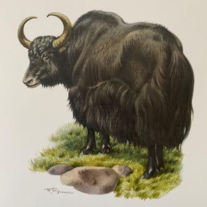 Yak Tierdruck. antike und Vintage Zoologie und Biologie Lithographie. Wildtier Illustration und Wandbild aus den 1960er Jahren
