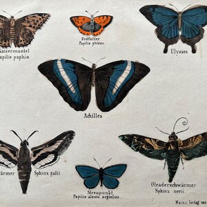1830 schmetterling, antiker druck von 1837. Insekten Druck. Entomologie. Naturgeschichte. Insekten Wohndekor