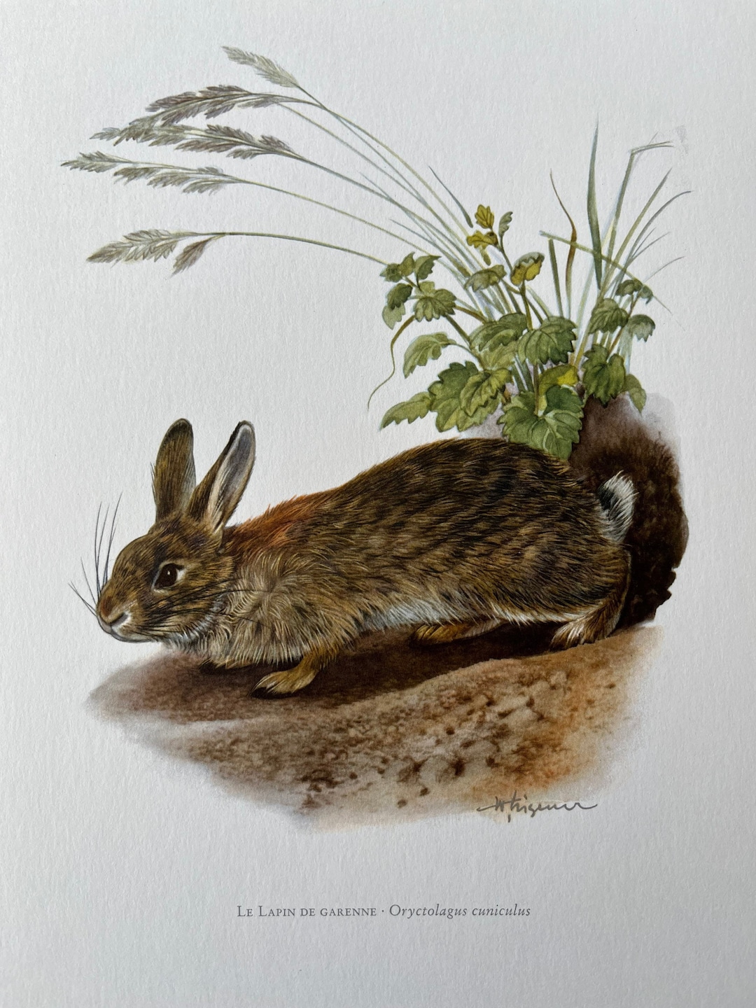 European Rabbit Print, Vintage Zoology Lithograph, Wildlife ...