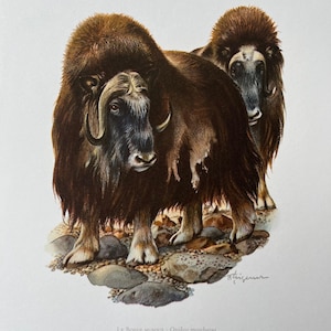 Musk ox animal print. antique and vintage natural sciences and zoology lithography. wildlife illustration and wallartfrom 1960s