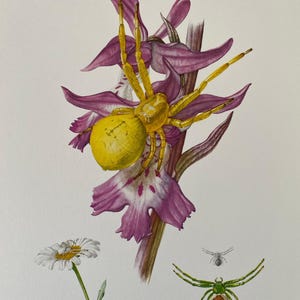 May include: A watercolor painting of a yellow spider on a pink orchid flower. The spider has long, thin legs and a round, yellow body. The orchid has a long, thin stem and several pink petals. The painting is set against a white background.
