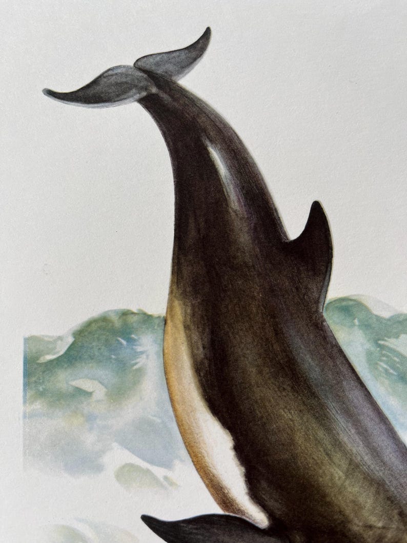 Vintage Bottlenose Dolphin Print, 1960s Zoology Illustration - Etsy