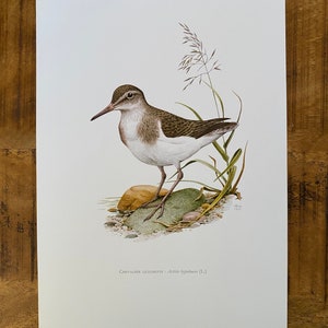 COMMON SANDPIPER bird print. Antique and vintage ornithology and biology lithograph. Wildlife illustration and poster from 1960s image 5