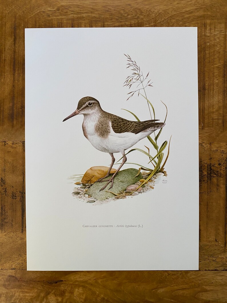 COMMON SANDPIPER bird print. Antique and vintage ornithology and biology lithograph. Wildlife illustration and poster from 1960s image 5