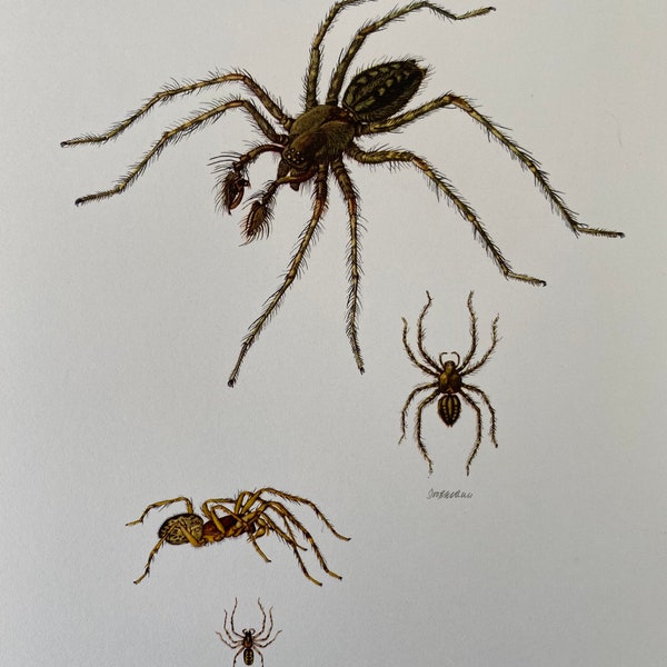 FUNNEL WEAVER SPIDER Druck. Käfer Illustrationen. Insekten Druck. Entomologie. Naturgeschichte. Naturlehre. Insektenhaus aus den 1960er Jahren