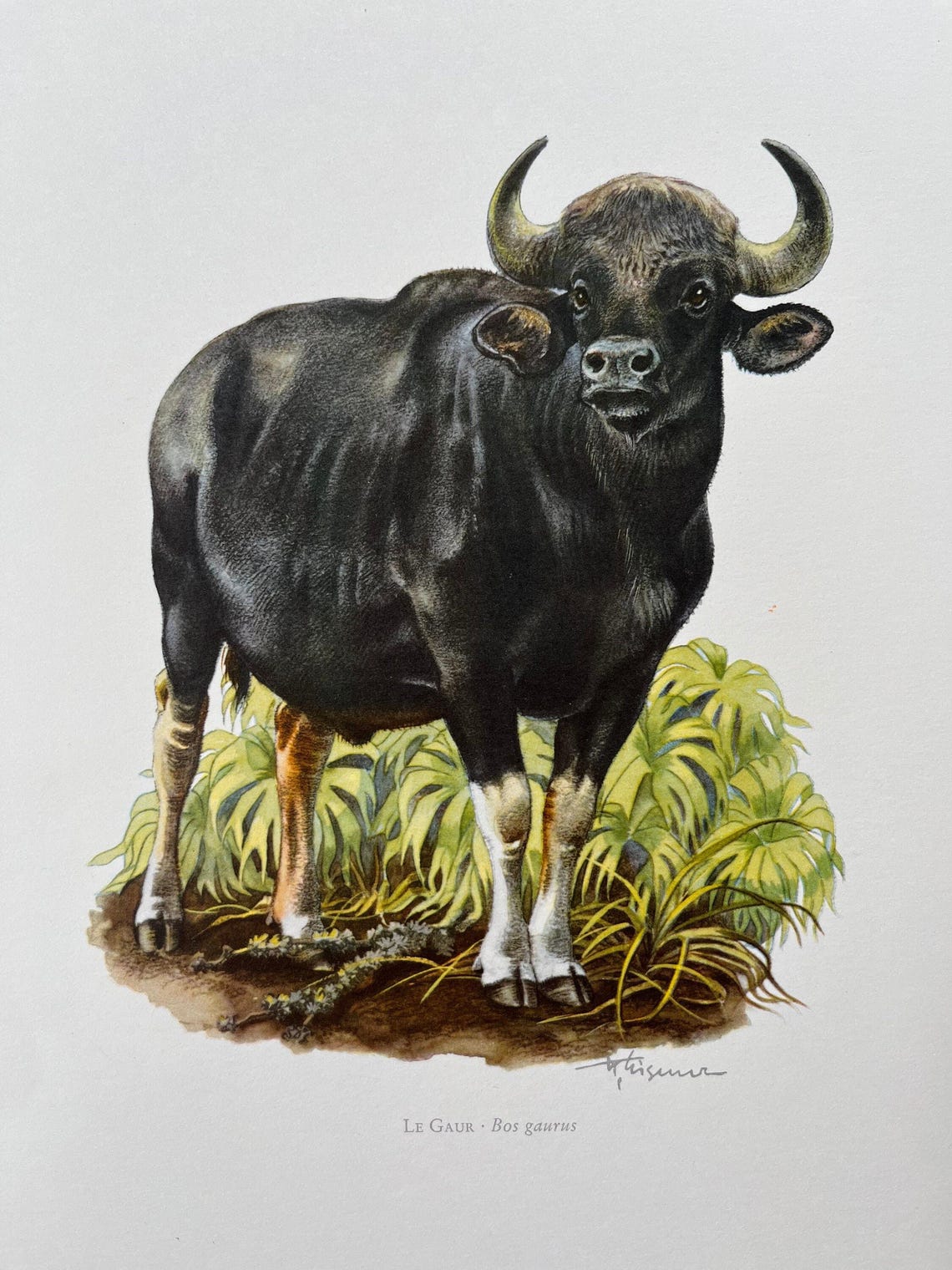 Vintage Gaur Print, 1960s French Zoology Lithograph - Etsy