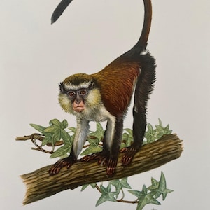Mona monkey animal print. antique and vintage zoology and biology lithograph. wildlife illustration and posterfrom 1960s