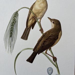 Könnte beinhalten: Detaillierte Illustration von zwei kleinen braunen Vögeln, die auf einem grünen Stiel mit einer Samenähre sitzen. Die Vögel haben hellbraune Brust und dunklere braune Flügel. Ein kleines, gesprenkeltes Ei befindet sich in der Nähe des Stiels. Der Text unten lautet "SUMPFROHRSANGER - Acrocephalus palustris (Bechstein)".