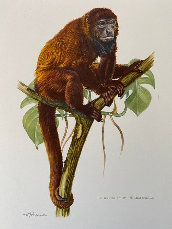 Buy RED HOWLER MONKEY Animal Print. Antique and Vintage Zoology and Biology  Lithograph. Wildlife Illustration and Wallartfrom 1960s Online in India 