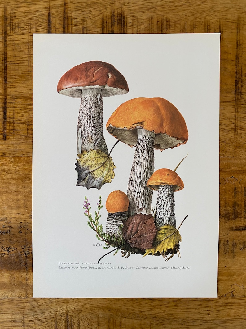 ORANGE BIRCH BOLETE Mushroom Print Antique Biology And Nature orange-birch-bolete-mushroom-print-antique-biology-and-nature