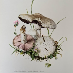 Può includere: Illustrazione ad acquerello di funghi Agaricus campestris, con un grande cappello marrone chiaro e un lato inferiore rosa-viola. L'immagine include erba verde, piccoli fiori rosa e il testo "19 C62".