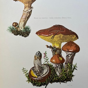 Stampa di fungo porcino. Litografia antica e vintage di biologia e natura. Illustrazione di spore e poster degli anni '60