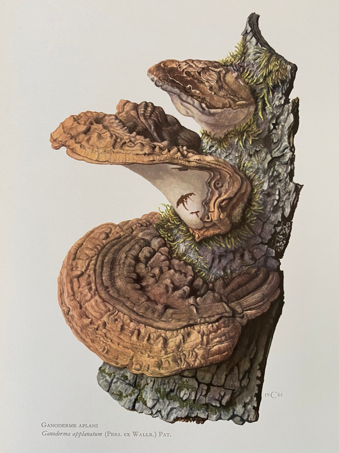 ARTISTS BRACKET FUNGUS Mushroom Print. Antique and Vintage Biology and ...
