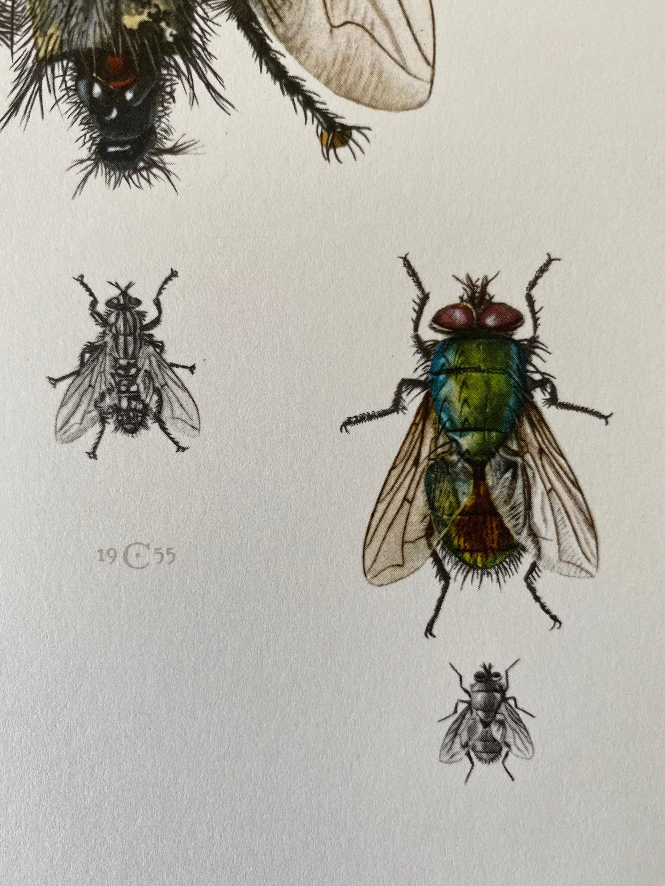 HOUSE FLY Print. Bugs Illustrations. Insect Print. Entomology. Natural ...