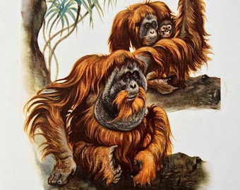 BORNEAN ORANGUTAN animal print. Antique and vintage natural sciences and zoology lithography. Wildlife illustration and wallartfrom 1960s