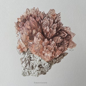 Könnte beinhalten: Ein Aquarellbild eines braunen Strontianit-Kristallclusters. Der Kristall befindet sich auf einem weißen Stein mit rauer Textur. Das Bild ist mit "Strontianite" und "19 C 67" beschriftet.