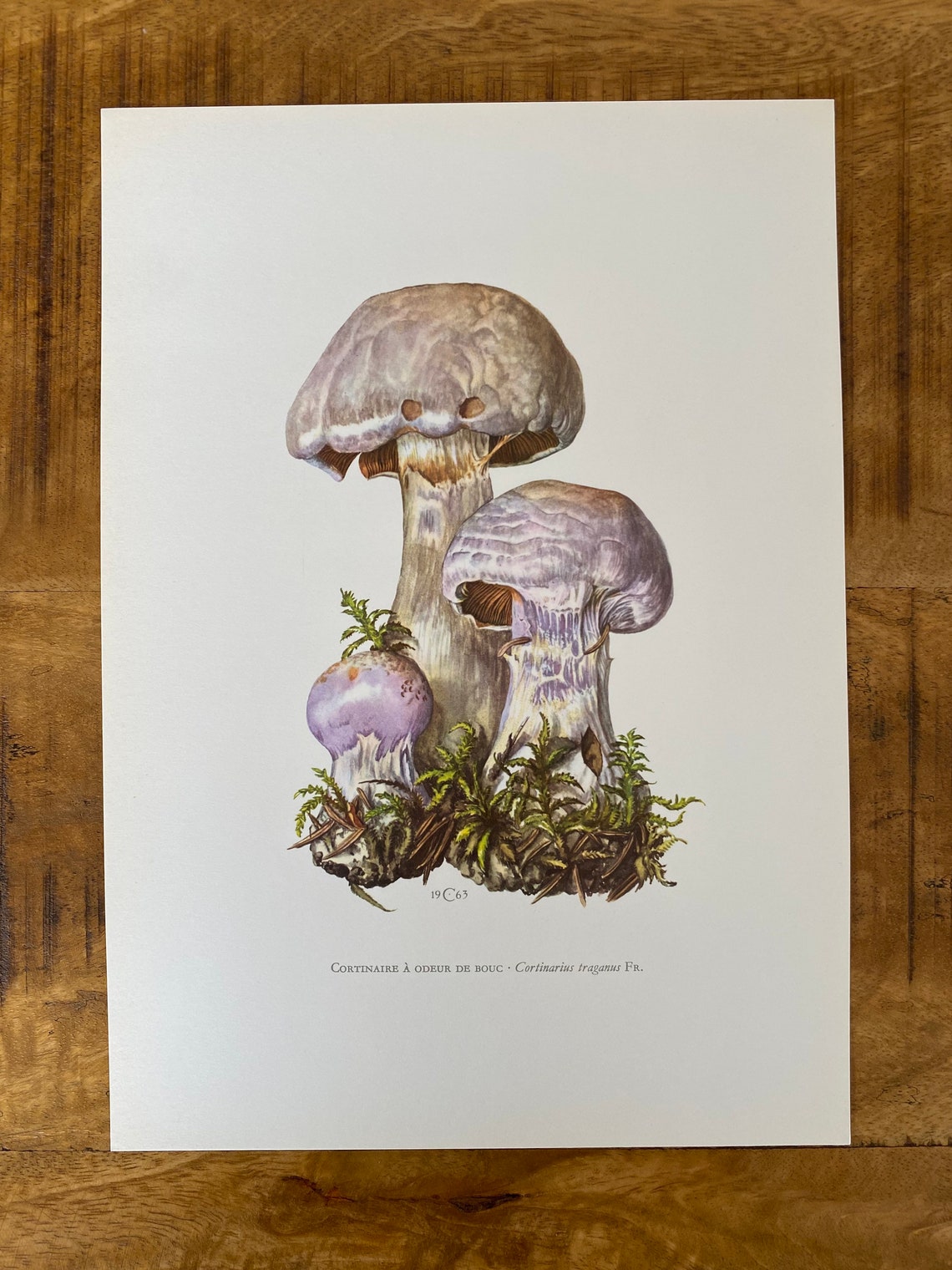 1960 Vintage GASSY WEBCAP Mushroom Print. Antique Biology and Etsy