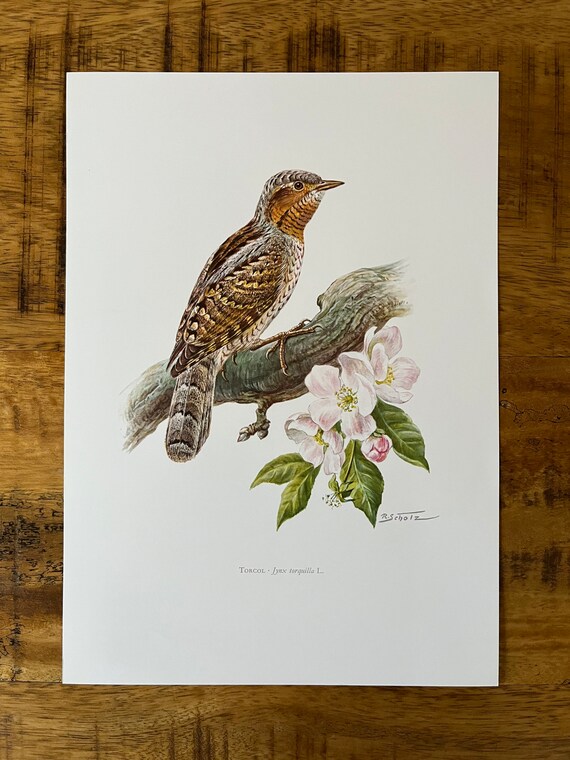 Eurasian Wryneck Bird Print, Vintage Ornithology Lithograph - Etsy