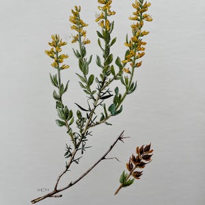 May include: A botanical illustration of a German Broom plant, Genista germanica, with yellow flowers and green leaves. The illustration is labelled "Genêt d'Allemagne - Genista germanica L."
