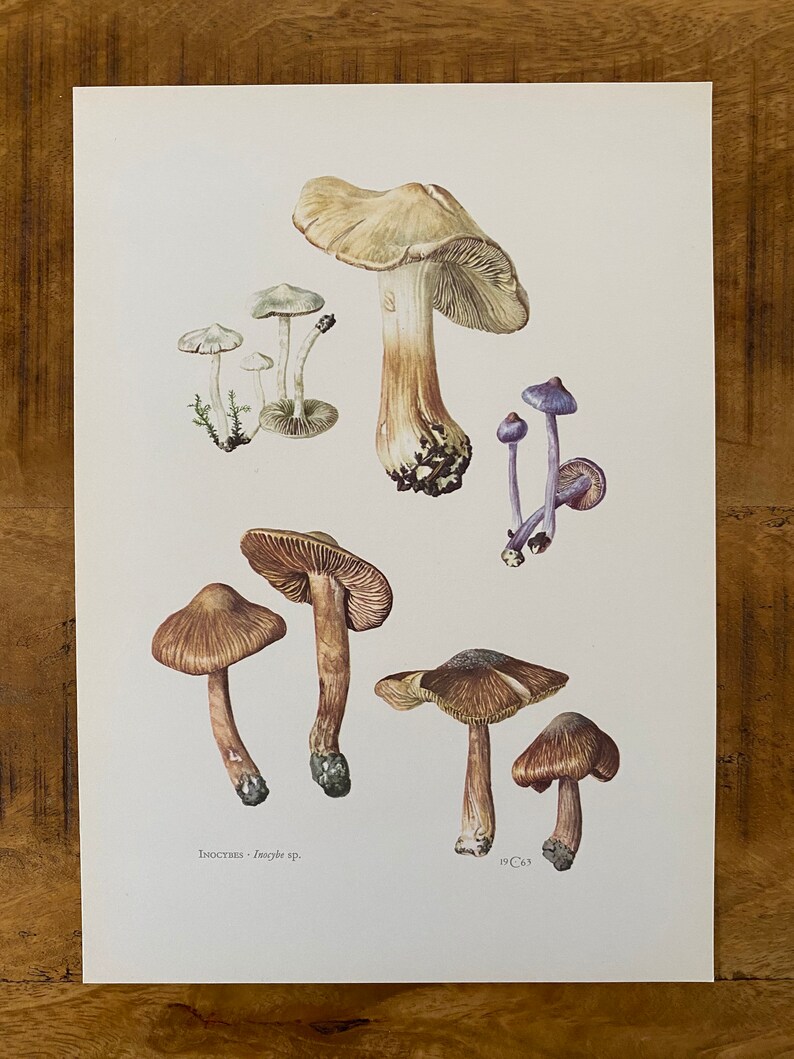 INOCYBE mushroom print. Antique and vintage natural sciences and spore print. Home decor wall art from 1960s image 5