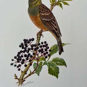Stampa di uccello ortolano. Litografia antica e vintage di ornitologia e biologia. Illustrazione e poster sulla fauna selvatica degli anni '60.