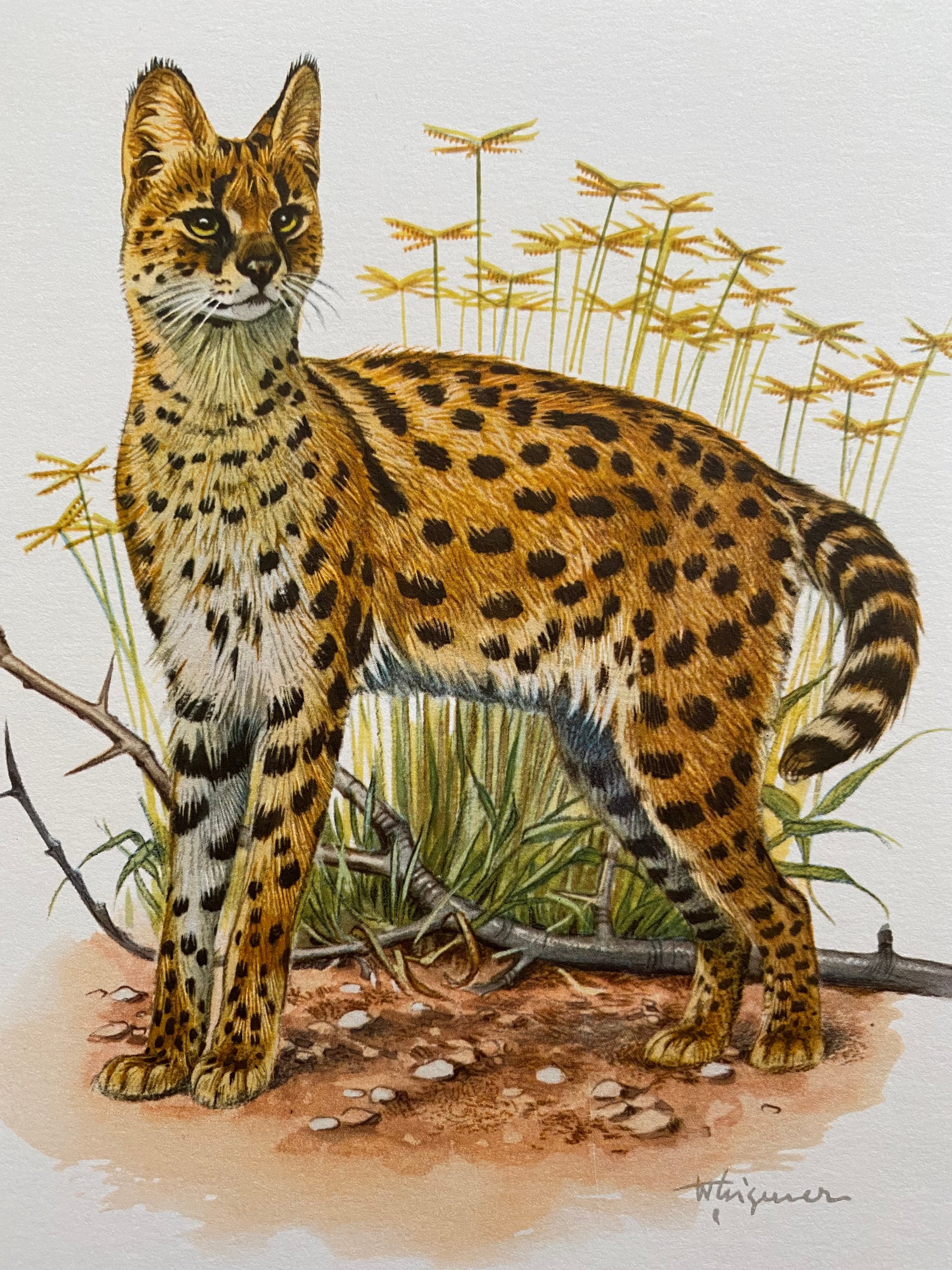 希少　50s 60s SERVAL ゴブラン　ブルゾンBarnsville il_fullxfull.4272943662_o3hf.jpg