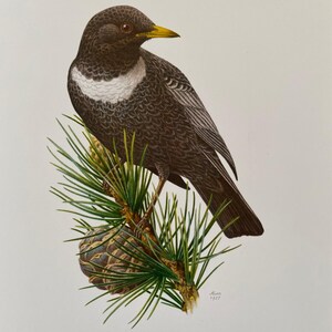 Alpine rong ouzel bird print. antique and vintage natural sciences and biology print. home decor wall art ornithology from 1960s
