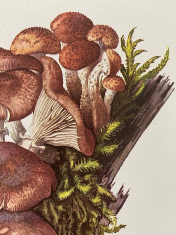 Vintage Honey Fungus Print, 1960s Mushroom Spore Art - Etsy